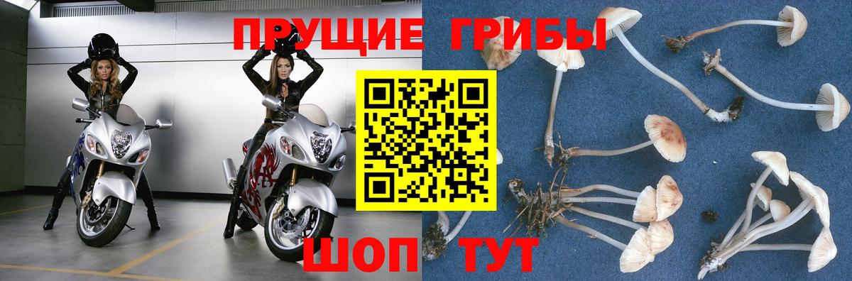 Псилоцибиновые грибы Psilocybe Новокубанск
